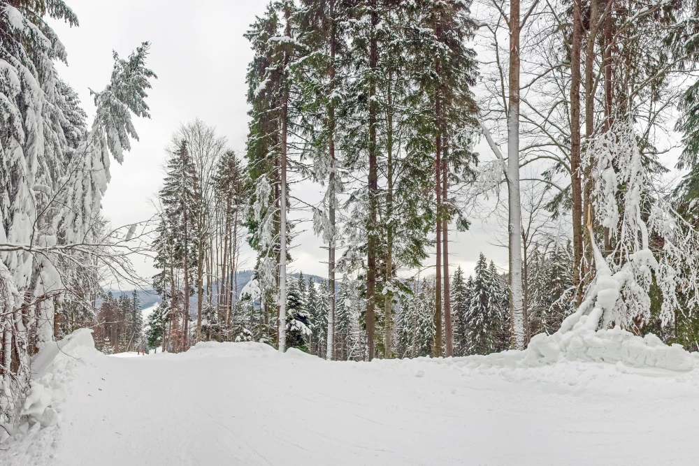 winter2